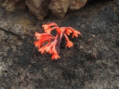 Cyrtanthus ventricosus