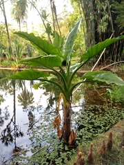 Typhonodorum lindleyanum