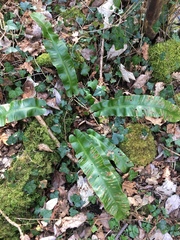 Asplenium scolopendrium