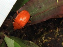 Podontia lutea