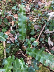 Asplenium scolopendrium