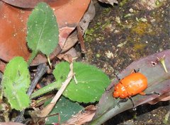 Podontia lutea