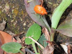 Podontia lutea