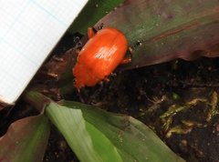 Podontia lutea