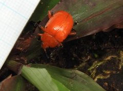 Podontia lutea