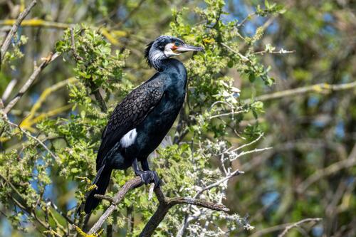 Cormorán grande (Phalacrocorax carbo)