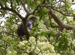 Nisaetus lanceolatus