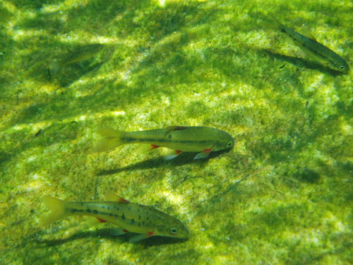 Breede redfin (Pseudobarbus burchelli) — Cyprinidae