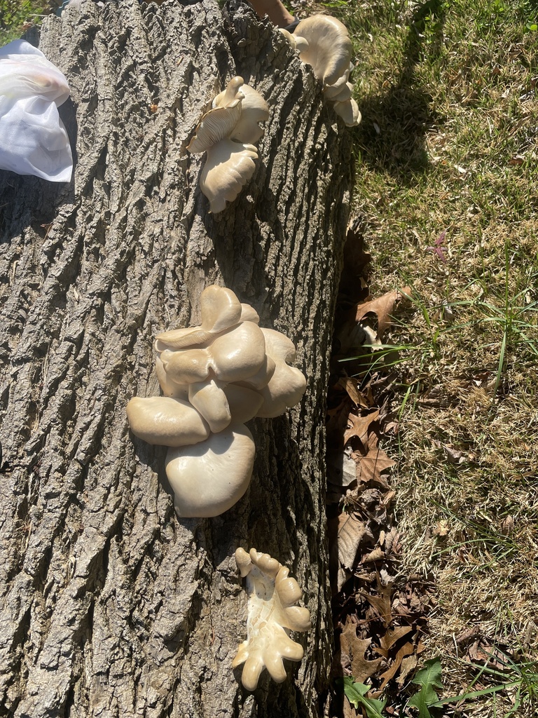 Pleurotus ostreatus · April 2026 · photo: © irabike (iNaturalist, cc0)