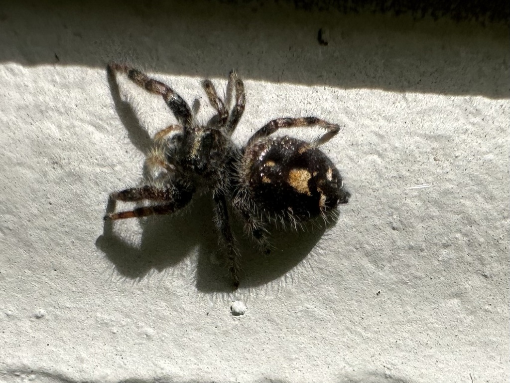 Bold Jumping Spider from W Kodiak Dr, Meridian, ID, US on April 19 ...