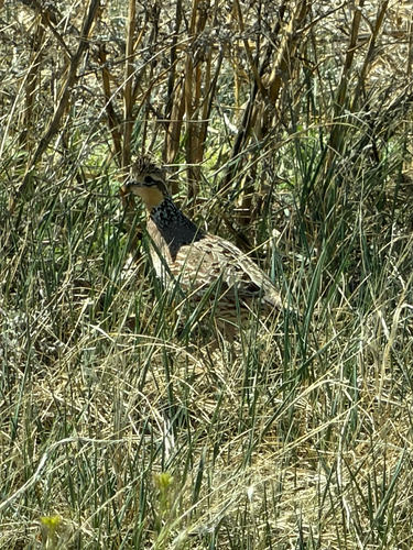 Northern Bobwhite