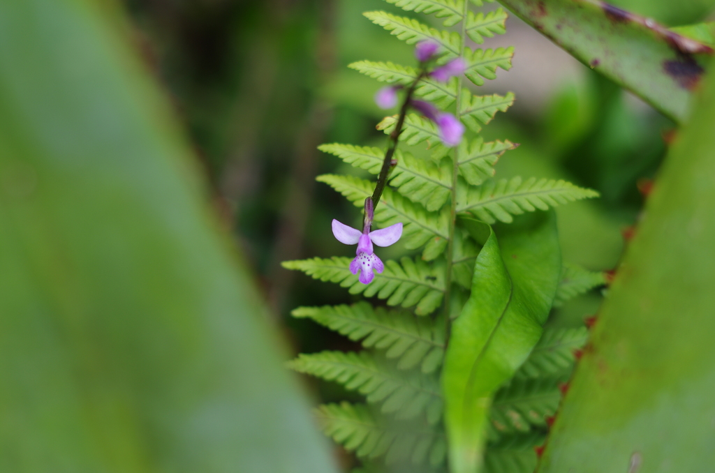 Cynorkis andringitrana