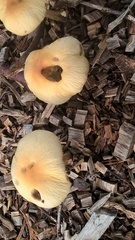 Agrocybe rivulosa