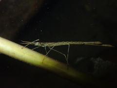 Neurobasis chinensis