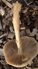 Agrocybe rivulosa