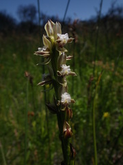Prasophyllum australe