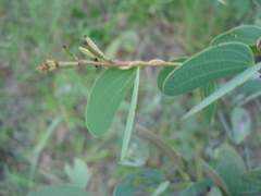Bauhinia curvula