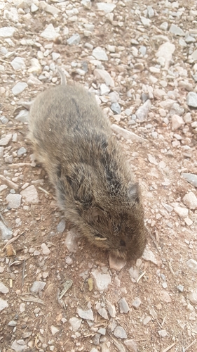 Sagebrush Vole