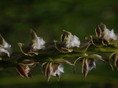 Prasophyllum australe