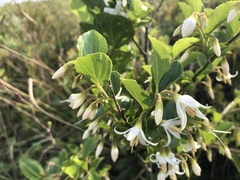 Styrax matsumuraei