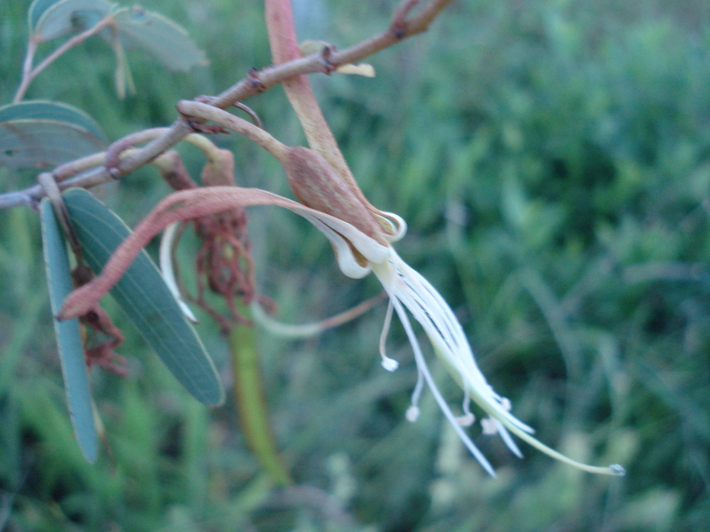 Bauhinia curvula