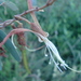Bauhinia curvula - Photo 由 Leonardo Bergamini 所上傳的 (c) Leonardo Bergamini，保留部份權利CC BY