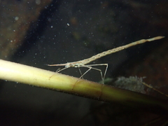 Neurobasis chinensis