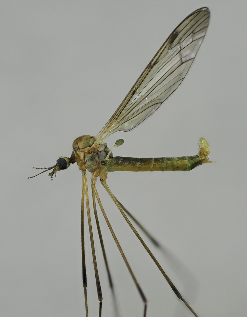 Dicranomyia mitis