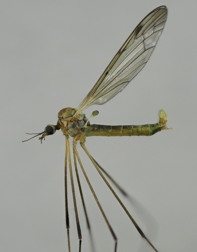 Dicranomyia mitis