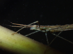 Neurobasis chinensis