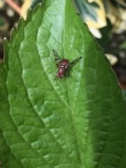 Chetostoma curvinerve