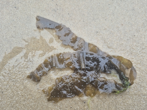 Punctaria plantaginea observed 2026-04-19