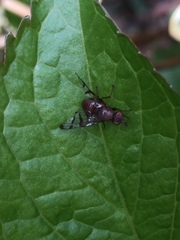 Chetostoma curvinerve