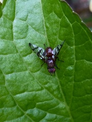 Chetostoma curvinerve