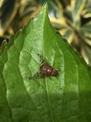 Chetostoma curvinerve