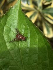 Chetostoma curvinerve