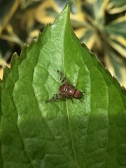 Chetostoma curvinerve