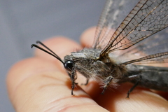 Centroclisis distincta