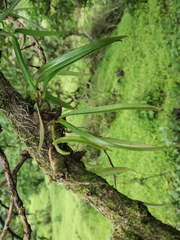 Dendrobium turbinatum