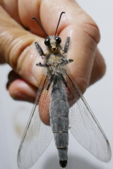 Centroclisis distincta