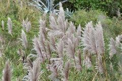 Cortaderia nitida