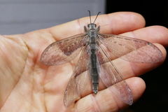 Centroclisis distincta