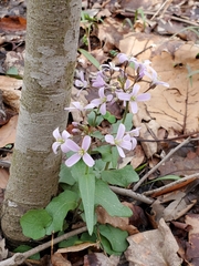 Cardamine douglassii