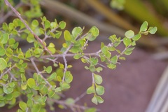 Fraxinus greggii, photograph (c) Michelle W. （鍾偉瑋）, some rights reserved (CC BY)