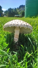 Saproamanita foetidissima