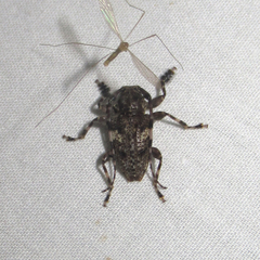 Aegomorphus quadrigibbus