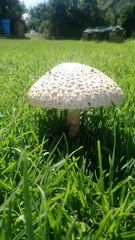 Saproamanita foetidissima