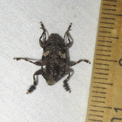 Aegomorphus quadrigibbus