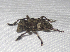 Aegomorphus quadrigibbus