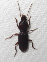 Stenomorphus